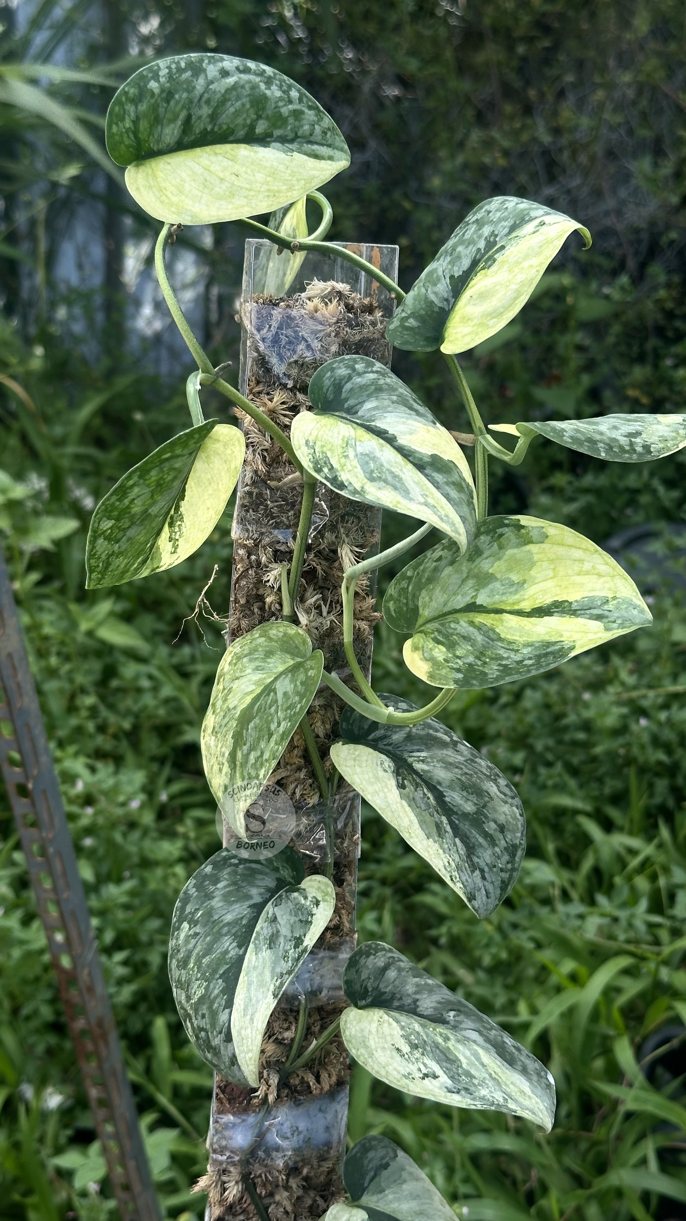 Scindapsus Dark Cloud Aurea &
