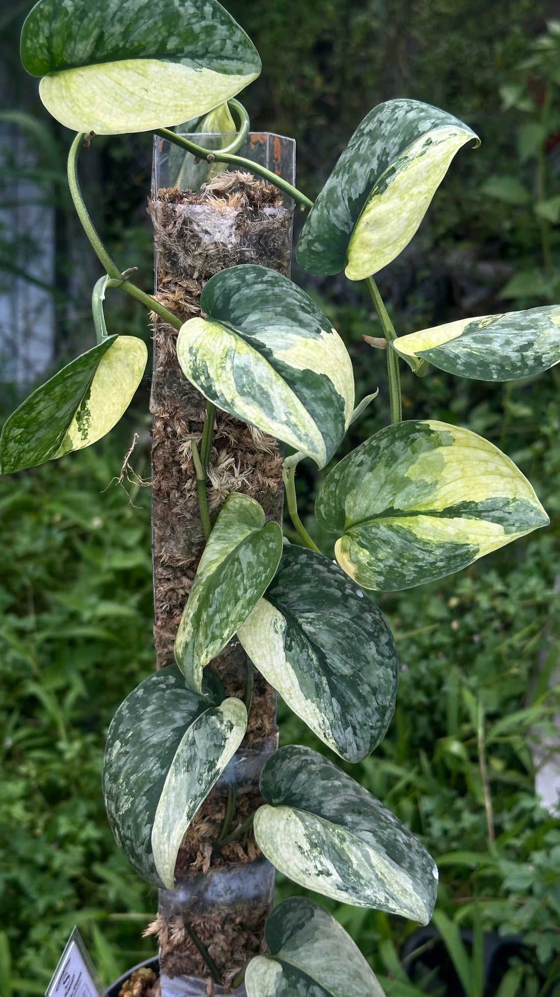 Scindapsus Dark Cloud Aurea &