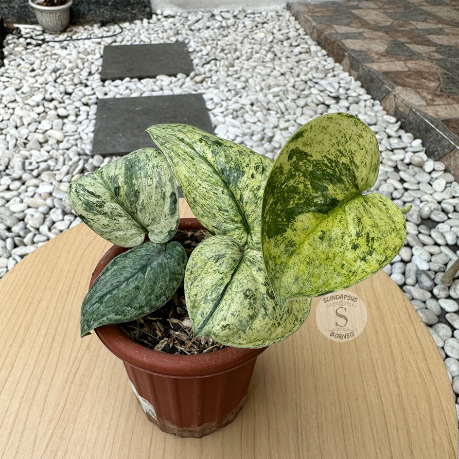 Scindapsus Dark Cloud Marble Aurea - Package 10x