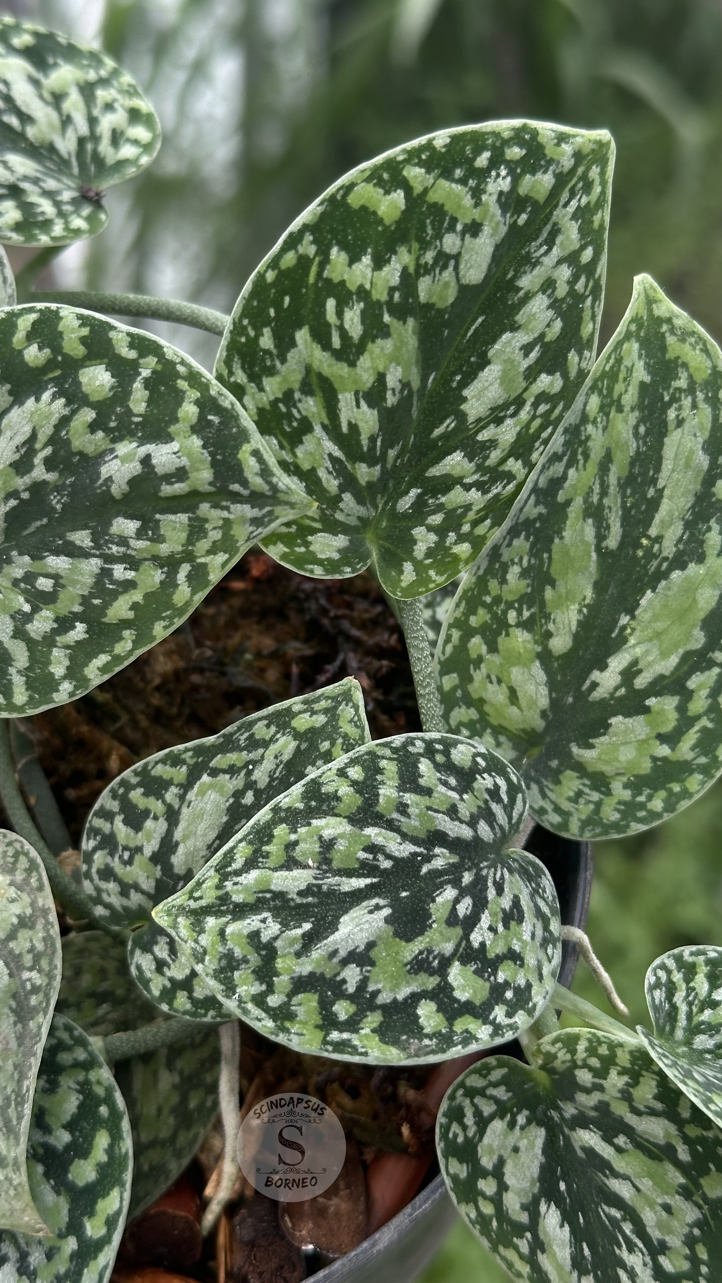 Scindapsus Dark Tricolor - Best Selected