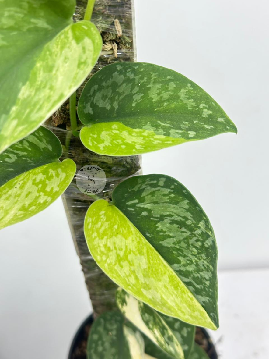 Scindapsus Excotica Gog No Id - Best Selected