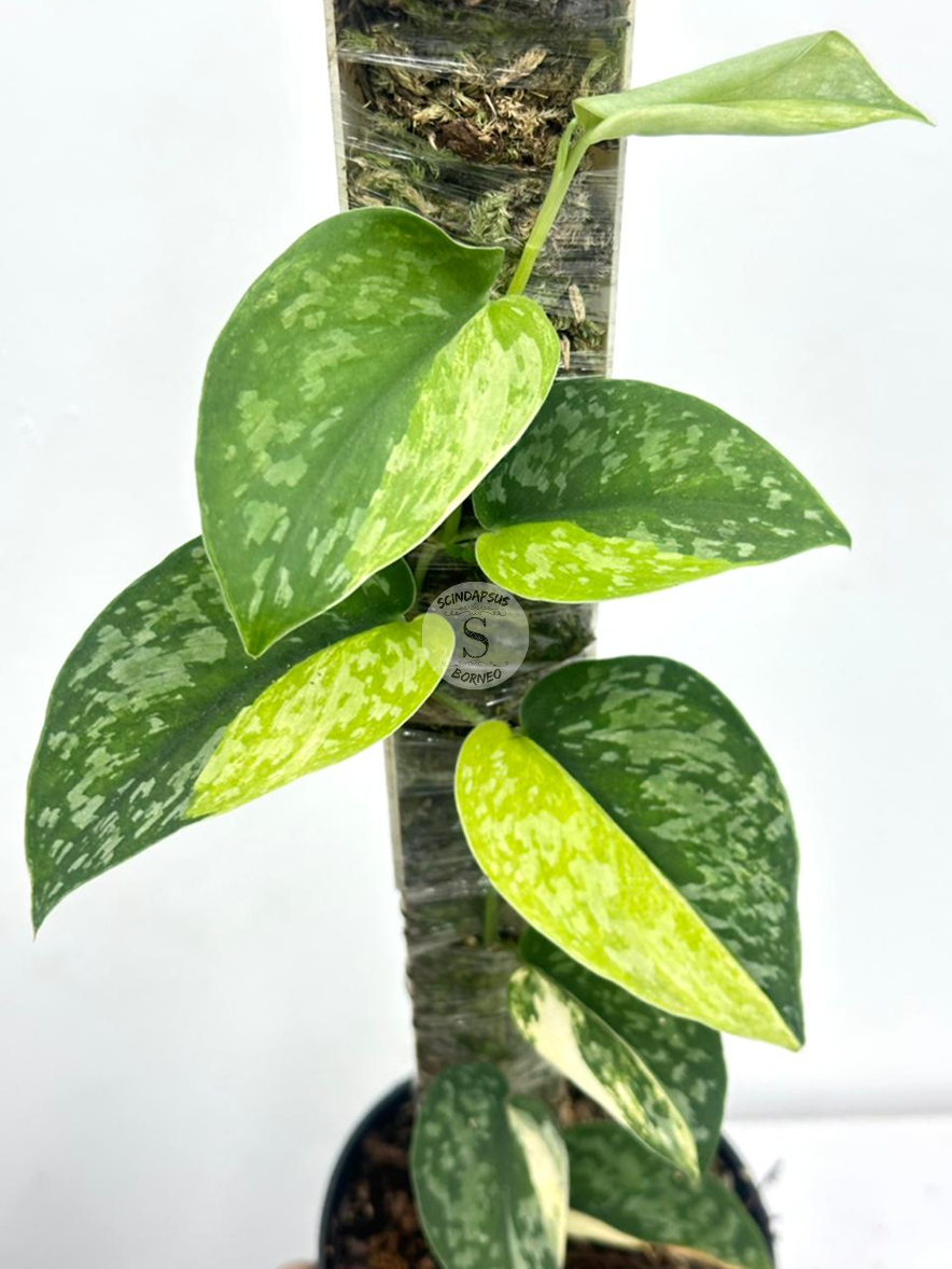 Scindapsus Excotica Gog No Id - Best Selected