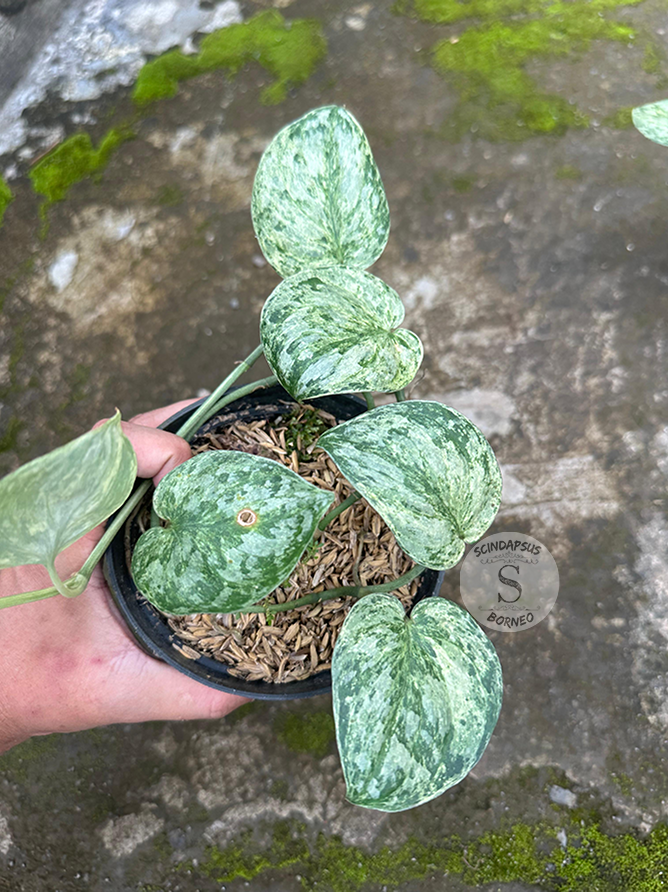 Scindapsus Excotica Marble - Scindapsus Borneo