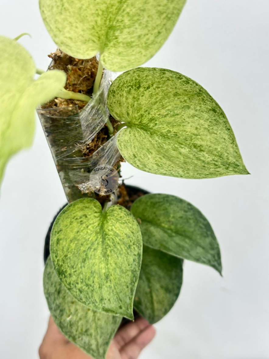 Scindapsus Excotica Mint Sp Banyumas - Best Selected