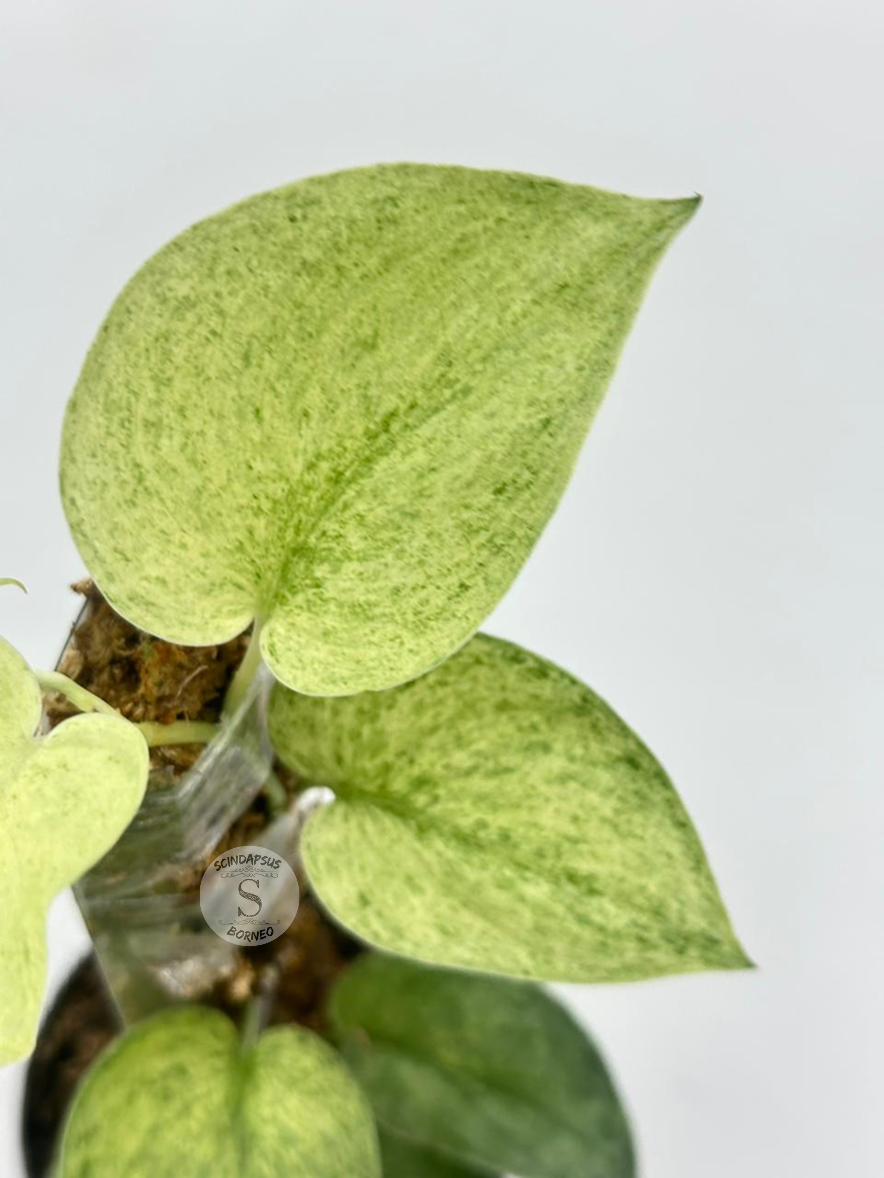Scindapsus Excotica Mint Sp Banyumas - Best Selected