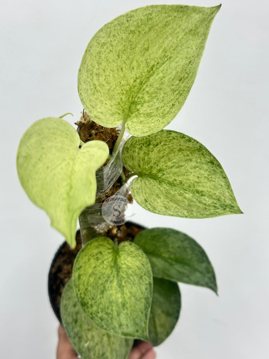 Scindapsus Excotica Mint Sp Banyumas - Best Selected