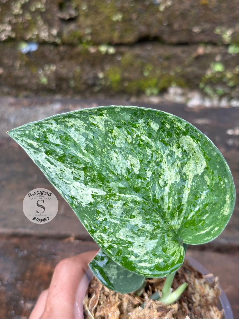 Scindapsus Exotica Borneo No Id - Scindapsus Borneo