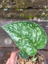 Scindapsus Exotica Borneo No Id - Scindapsus Borneo