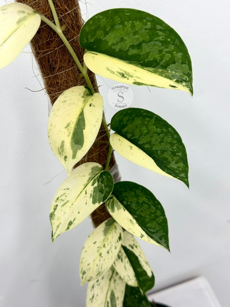 Scindapsus Exotica Halfmoon No ID - Best Selected
