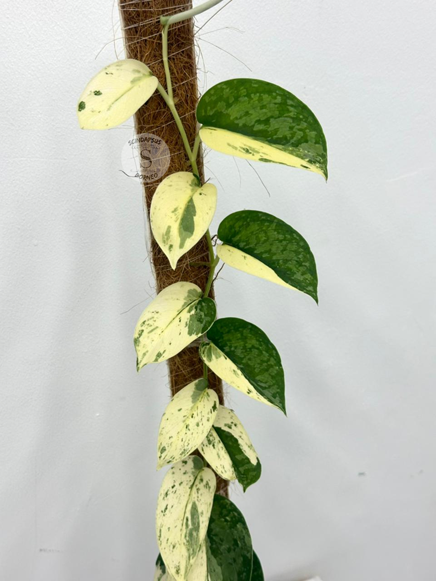 Scindapsus Exotica Halfmoon No ID - Best Selected