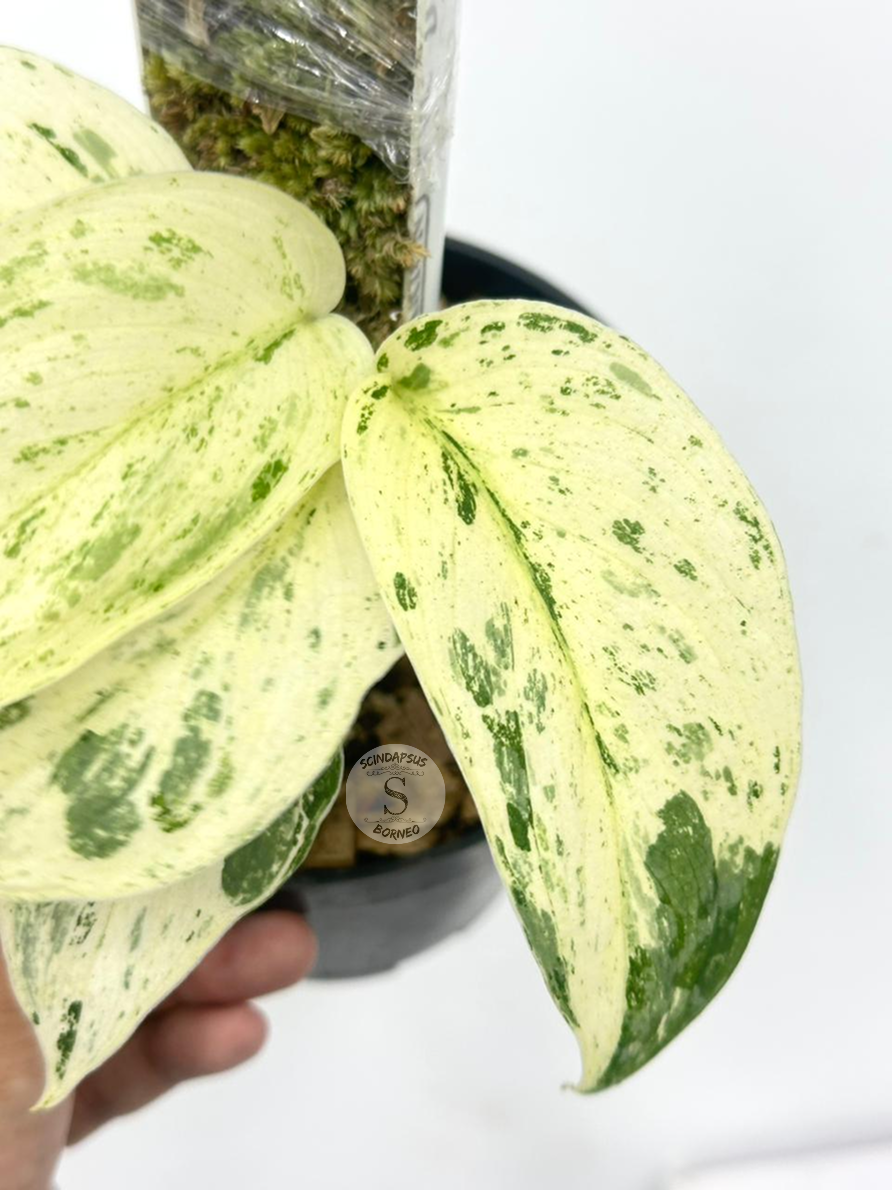 Scindapsus Exotica Marble - Best Selected