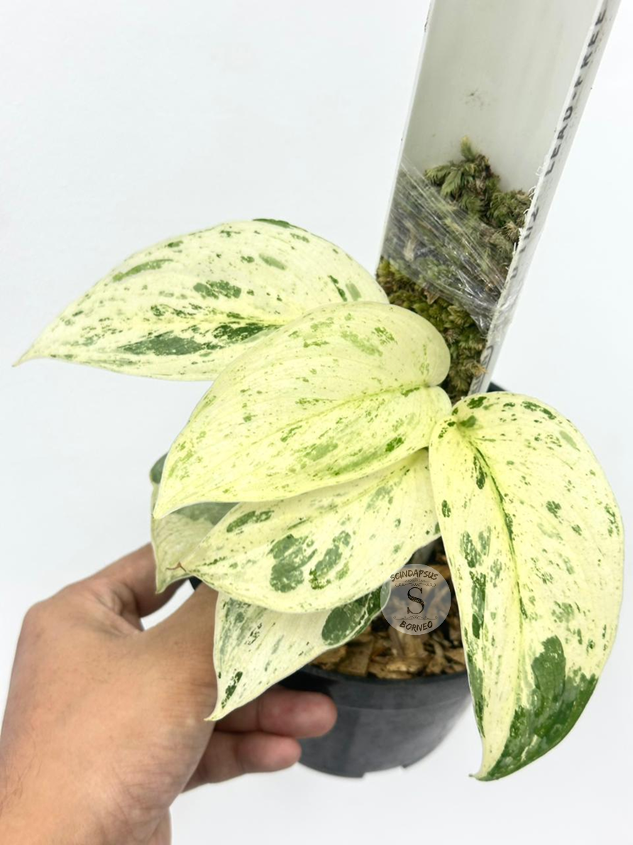Scindapsus Exotica Marble - Best Selected