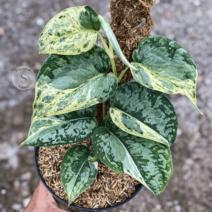 【美株】Scindapsus fleck mutation Scindapsus Snow Flake Mutation 2 - Best Selected – Scindapsus Borneo