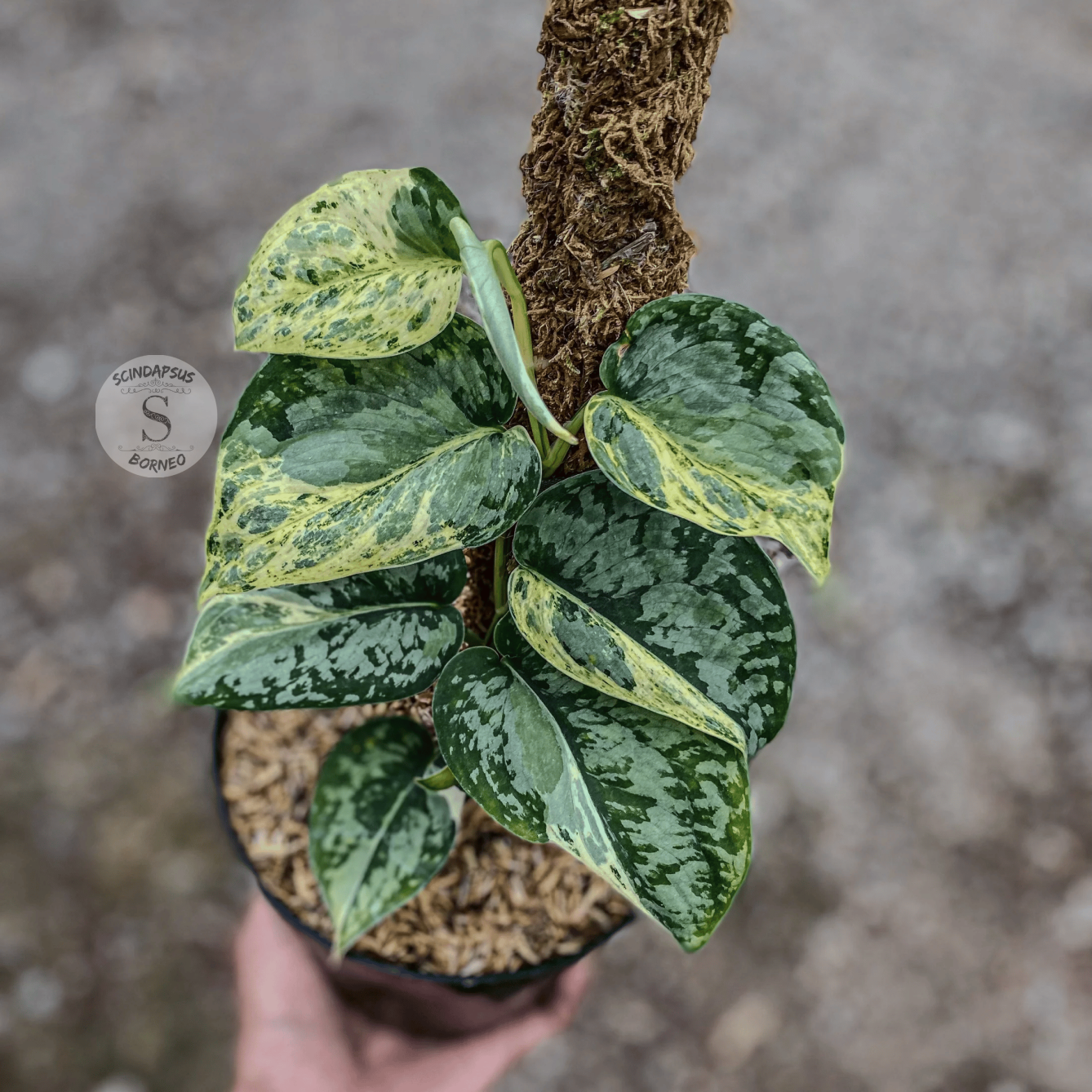 Scindapsus Exotica Marble No I'd