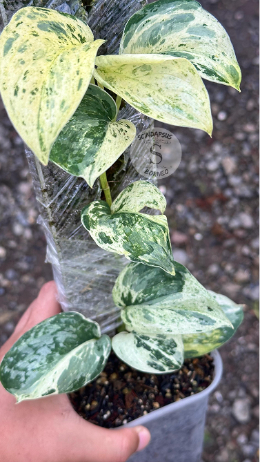 Scindapsus Exotica Marble No Id Choice 1 - Best Selected