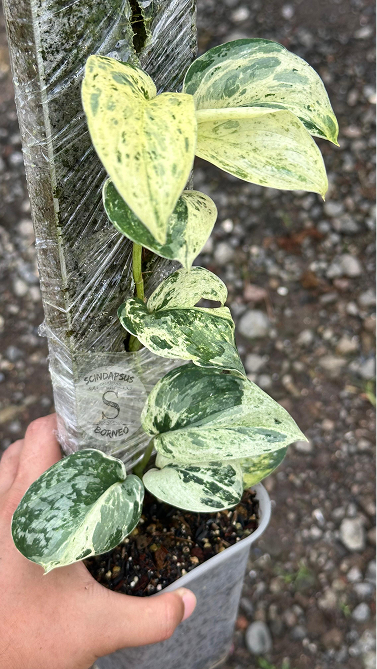 Scindapsus Exotica Marble No Id Choice 1 - Best Selected