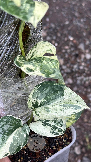 Scindapsus Exotica Marble No Id Choice 1 - Best Selected