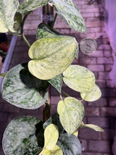 Scindapsus Exotica Marble Sp Banyumas - Best Selected - Scindapsus Borneo