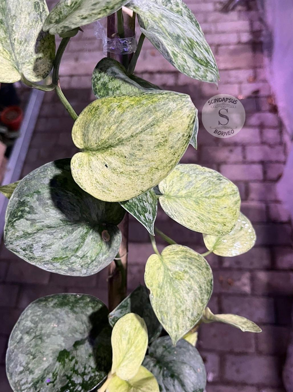 Scindapsus Exotica Marble Sp Banyumas - Best Selected - Scindapsus Borneo