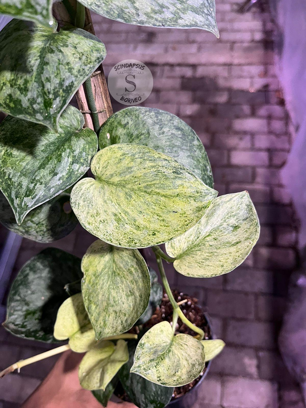 Scindapsus Exotica Marble Sp Banyumas - Best Selected