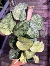 Scindapsus Exotica Marble Sp Banyumas - Best Selected - Scindapsus Borneo