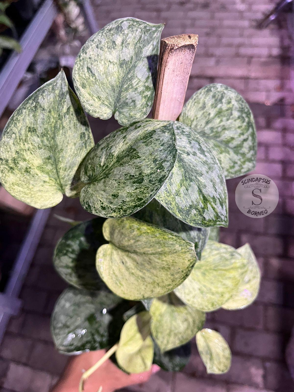 Scindapsus Exotica Marble Sp Banyumas - Best Selected - Scindapsus Borneo