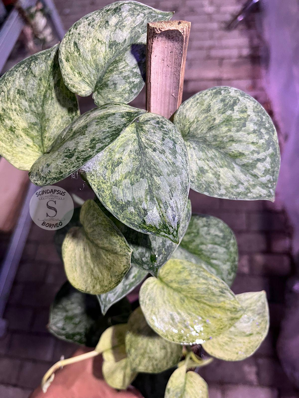 Scindapsus Exotica Marble Sp Banyumas - Best Selected - Scindapsus Borneo