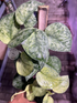 Scindapsus Exotica Marble Sp Banyumas - Best Selected - Scindapsus Borneo