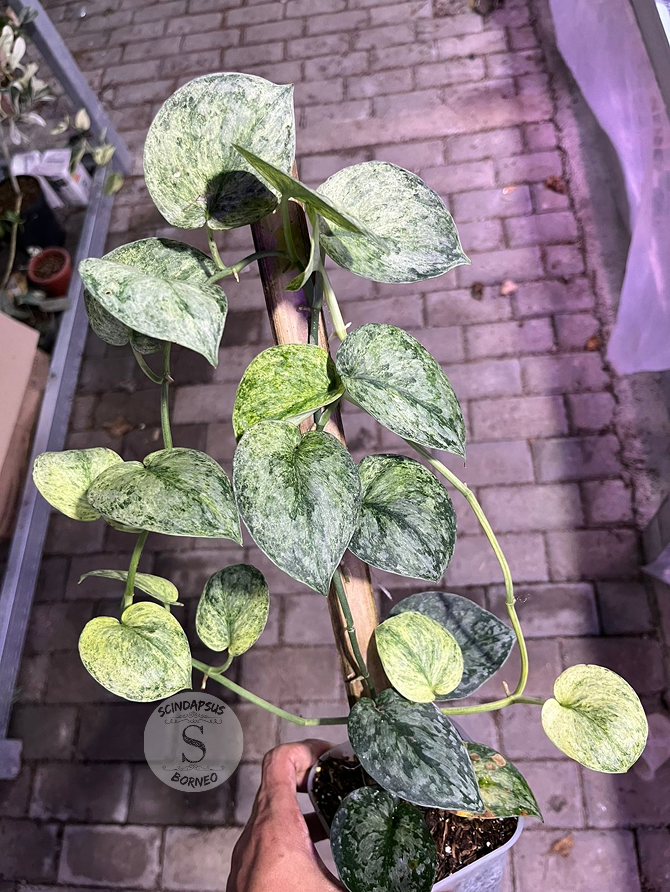 Scindapsus Exotica Marble Sp Banyumas - Best Selected - Scindapsus Borneo