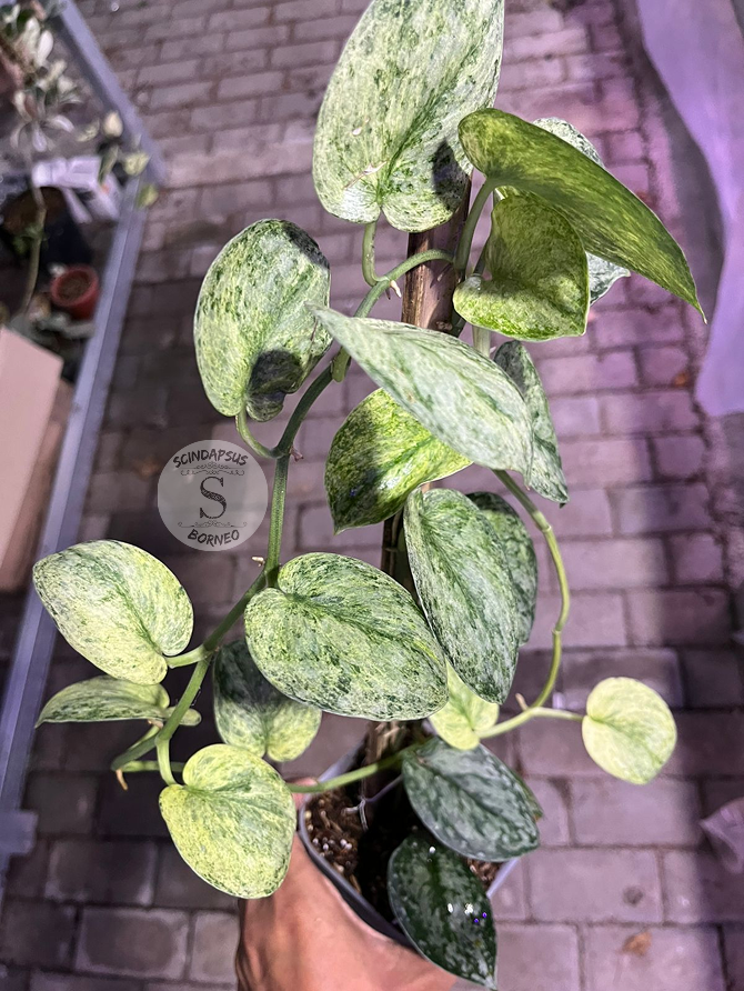 Scindapsus Exotica Marble Sp Banyumas - Best Selected - Scindapsus Borneo