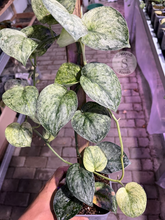 Scindapsus Exotica Marble Sp Banyumas - Best Selected - Scindapsus Borneo