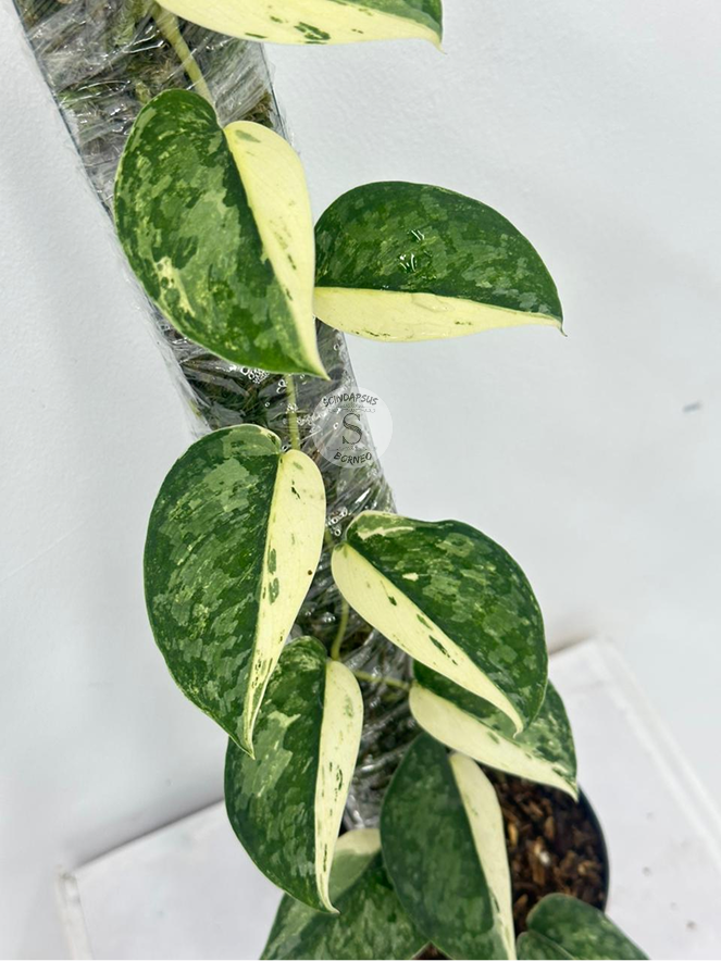 Scindapsus Exotica No ID Halfmoon - Best Selected