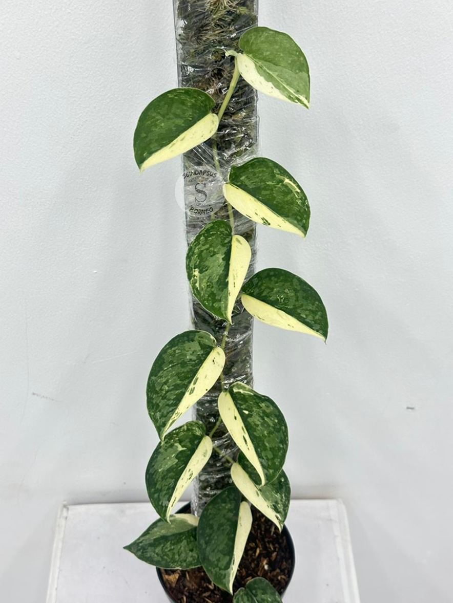 Scindapsus Exotica No ID Halfmoon - Best Selected