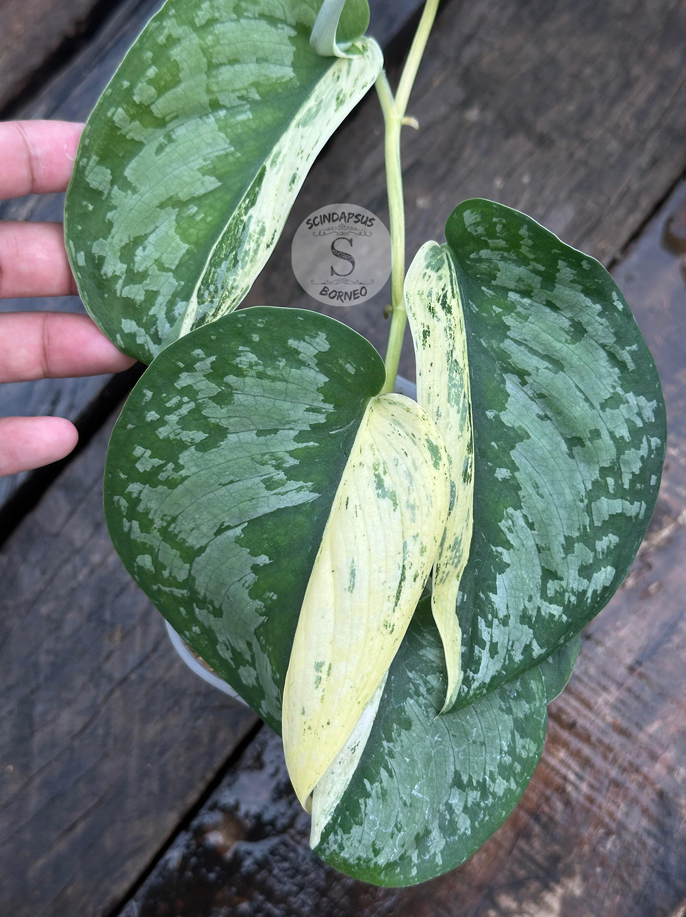 Scindapsus Exotica Salaca No Id - Best Selected - Scindapsus Borneo