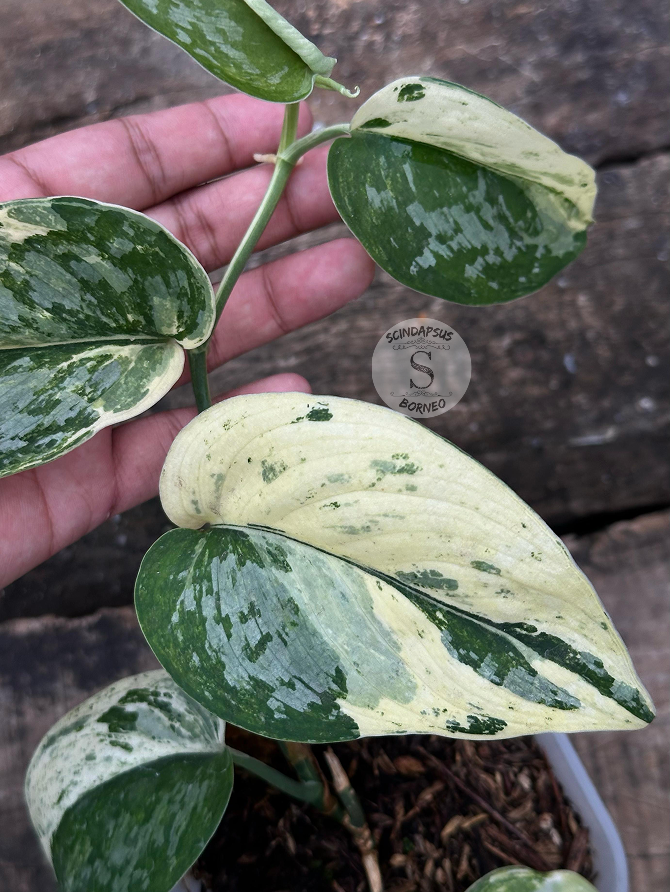 Scindapsus Exotica Salaca No Id - Best Selected