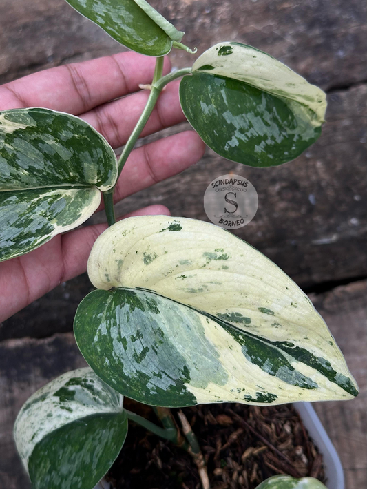 Scindapsus Exotica Salaca No Id - Best Selected