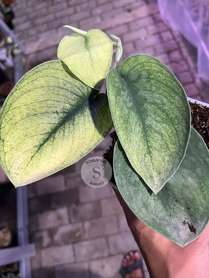 Scindapsus Exotica Solaris - Scindapsus Borneo