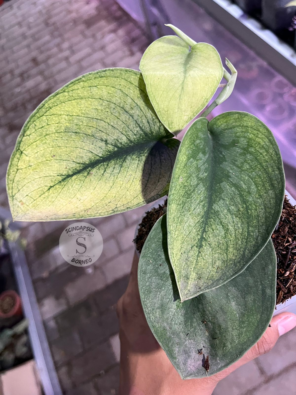 Scindapsus Exotica Solaris - Scindapsus Borneo