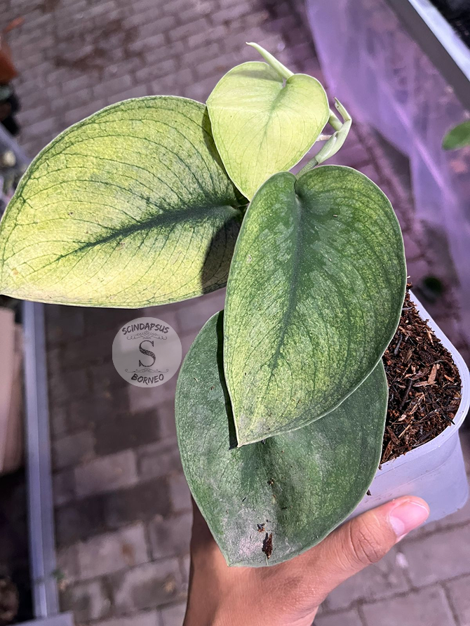 Scindapsus Exotica Solaris - Scindapsus Borneo