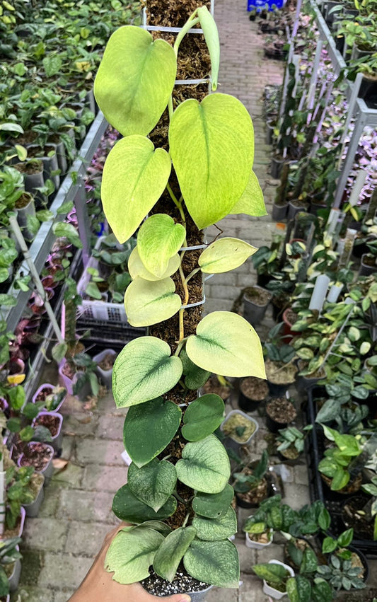 Scindapsus Exotica Solaris - Best Selected
