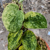 Scindapsus exotica tembaga - Scindapsus Borneo