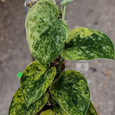 Scindapsus exotica tembaga - Scindapsus Borneo