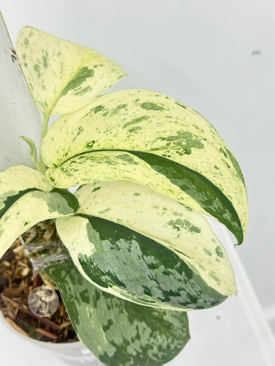 Scindapsus Exotica no id - Best Selected