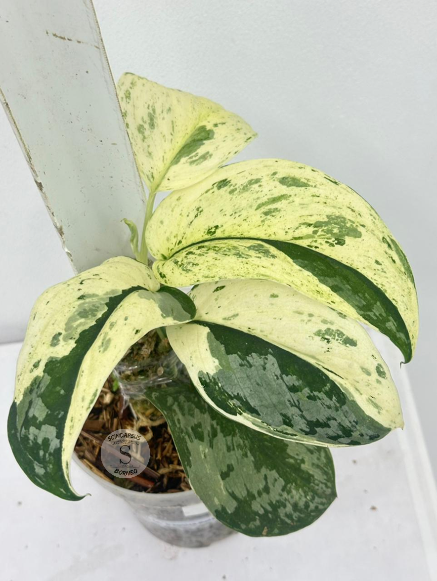 Scindapsus Exotica no id - Best Selected