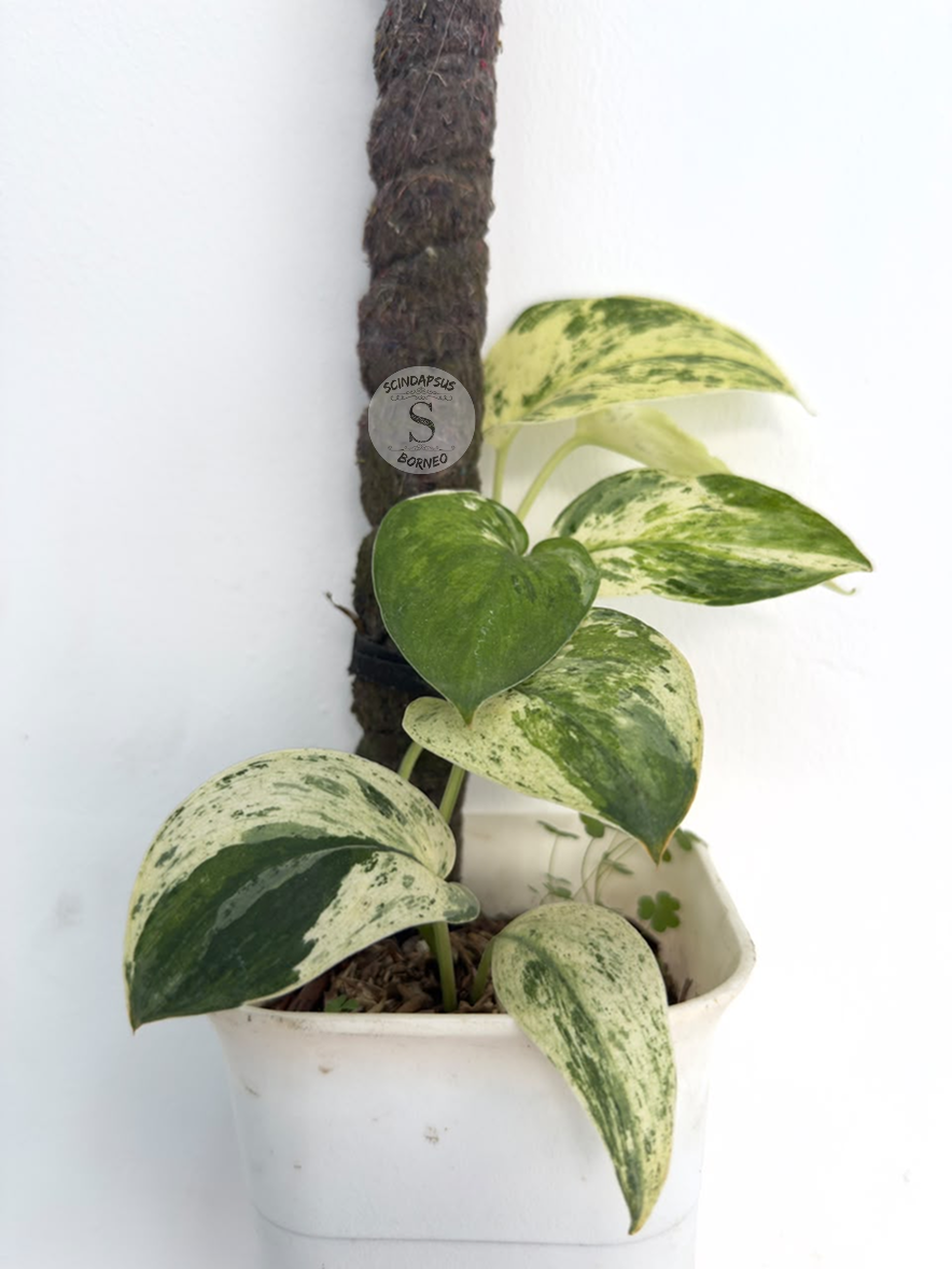 Scindapsus Exotica tricolor - Best Selected