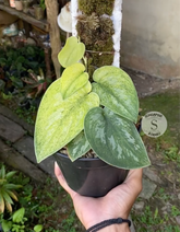 Scindapsus Exsotika Golden Mint - Scindapsus Borneo