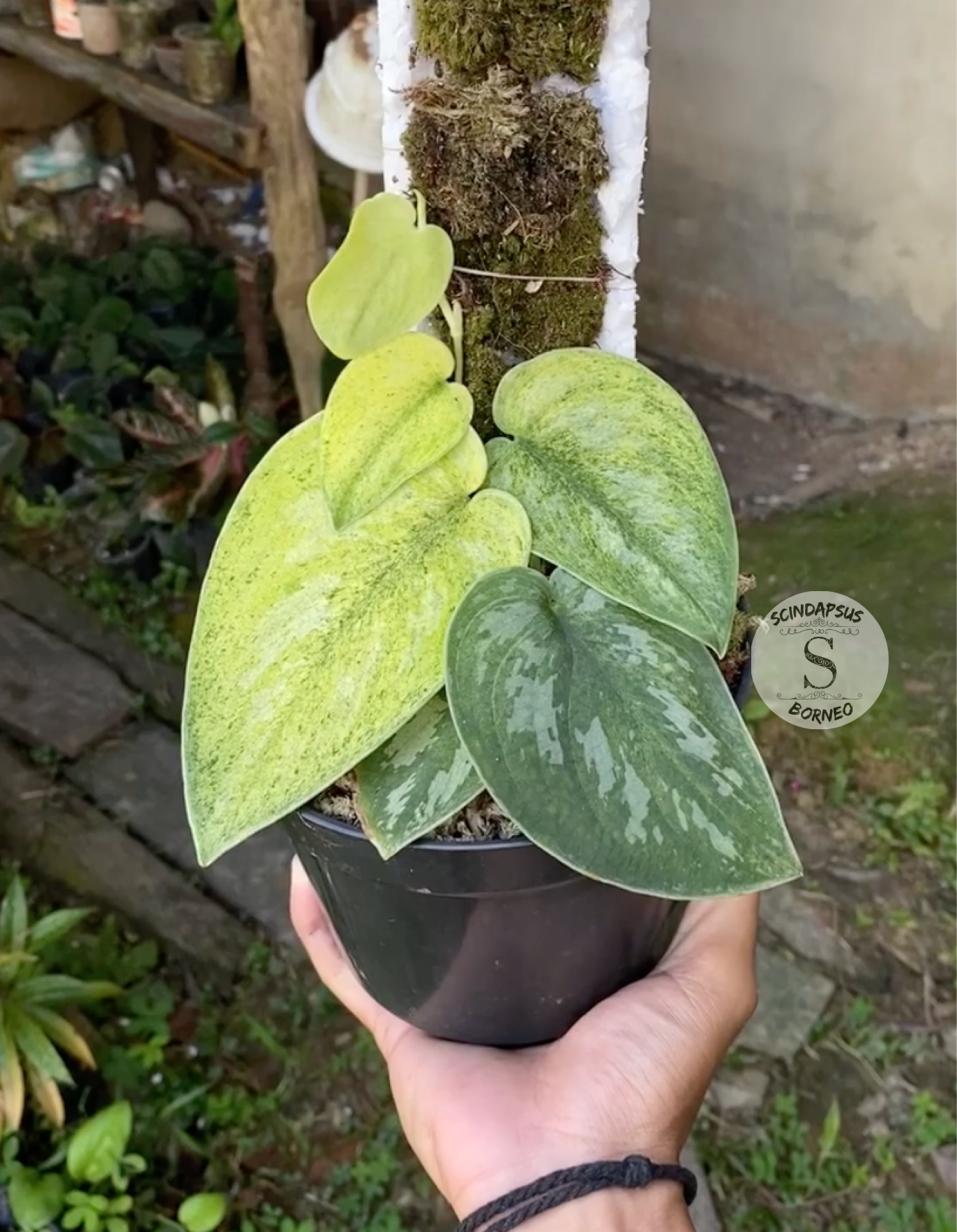 Scindapsus Exsotika Golden Mint - Scindapsus Borneo
