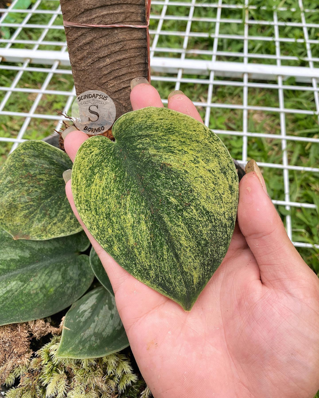 Scindapsus Exsotika Golden Mint - Scindapsus Borneo