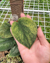 Scindapsus Exsotika Golden Mint - Scindapsus Borneo