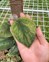 Scindapsus Exsotika Golden Mint - Scindapsus Borneo